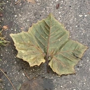 Meet your Posher, Johnnie